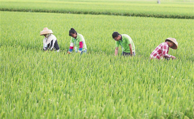 《海南省农作物种子管理条例》解读