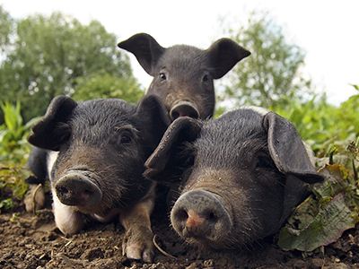 农业农村部派工作组赴海南督导非洲猪瘟防控