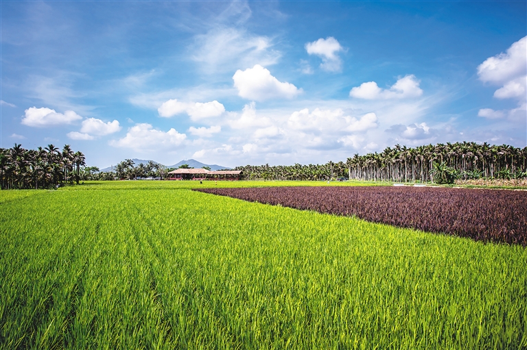 海南省人民政府办公厅关于公布2019年海南省级现代农业产业园名单的通知